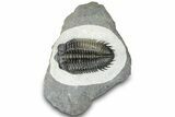 Multi-Toned Coltraneia Trilobite Fossil - Huge Faceted Eyes #311146-3